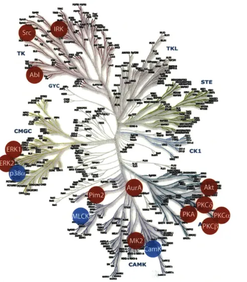 Figure 1-6.  CHEF-based  chemosensors.  Thirteen  kinases  have  been  targeted  with  RDF  sensors (red),  while work is ongoing toward  the synthesis  and validation of several more  reporters  (blue).