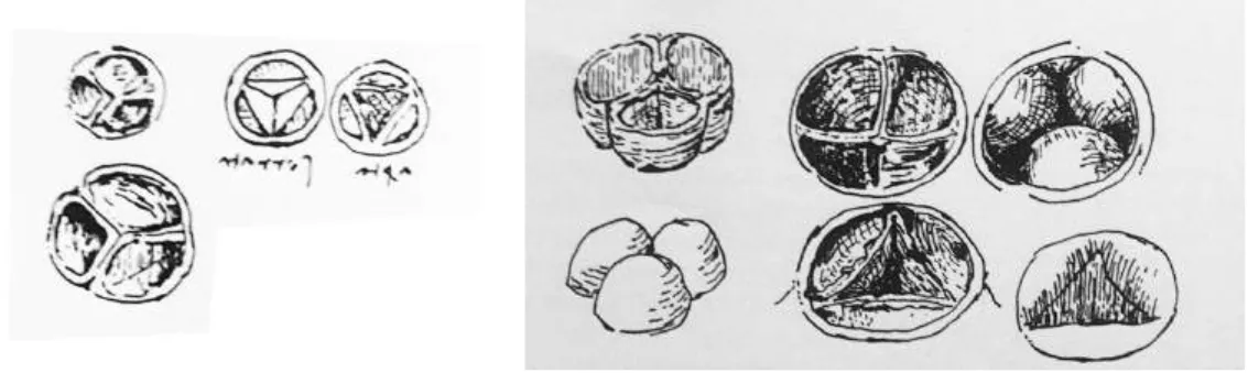 Fig. 14 et 15. A gauche : Six vues de la valve pulmonaire /aortique, basées sur W. 19079v (reproductions de  Kemp) ; à droite : Vues de la valve pulmonaire /aortique, basées sur W