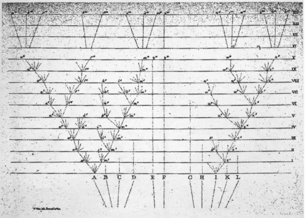 Fig. 29. Diagramme de la « sélection naturelle », Darwin, C., 1859. Source : Darwin, 2001, Appendice (1959,  p