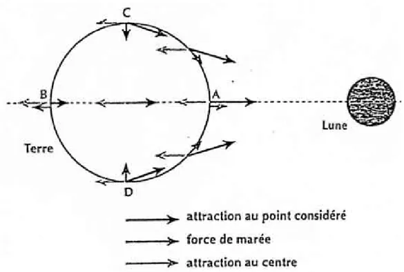 Figure 3 - Les forces subies par la Terre