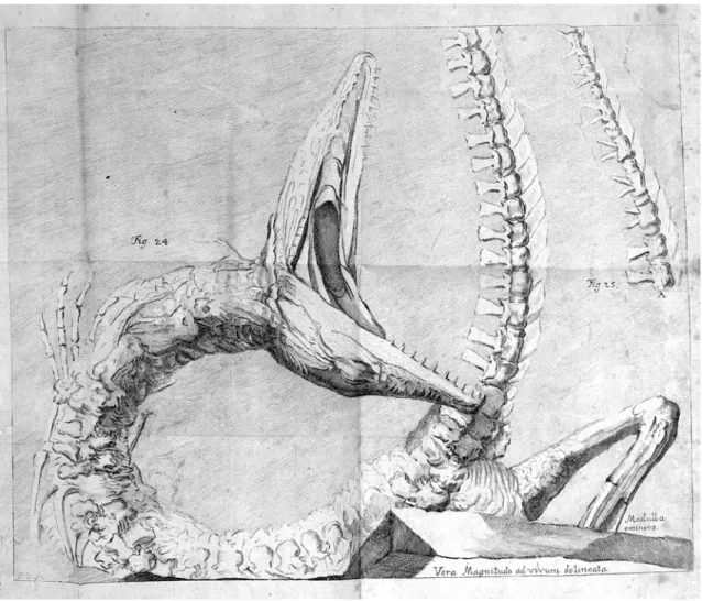 Fig. 1. Le « crocodile » figuré par Christian Maximilian Spener (1710).