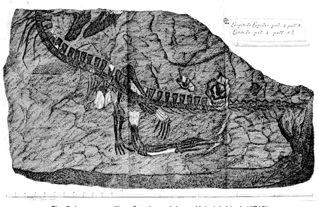 Fig. 2. Le « crocodile » figuré par Johann Heinrich Linck (1718).