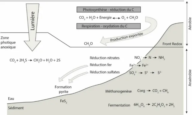 Figure 3.5. Représentation schématique des processus aérobie et anaérobie de dégradation de  la matière organique (d’après Baudin et al., 2007)