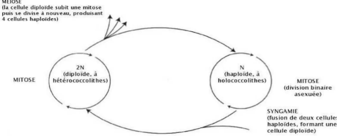 Fig. 1. Cycle de vie haplodiplophasique des coccolithophoridés