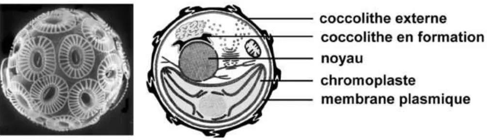Fig. 3. Image d’Emiliania huxleyi (MEB) et  schéma de sa structure cellulaire