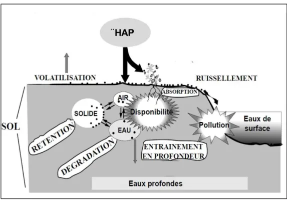 Figure I.1. Processus impliqués dans la dynamique des HAP dans le sol  (modifiée de Barriuso et al., 1996) 