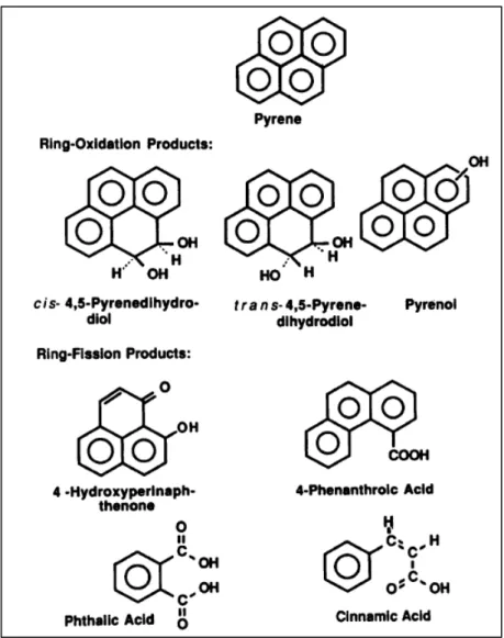 Figure I.3. Structures des métabolites du pyrène identifiés lors de la dégradation  par Mycobacterium sp