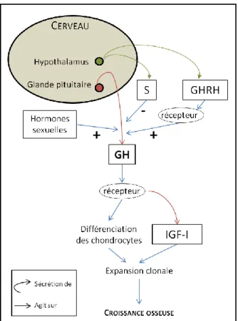 Figure  5  -  Schéma  simplifié  de  la  régulation  hormonale  de  la  croissance  (S :  Somatostatine,  GHRH :  Growth  Hormone  Releasing Hormone, GH : Growth Hormone, IGF-I : Insuline-like Growth Factor de type I)