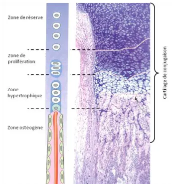 Figure 6 – Détail des différentes zones constituant le cartilage de croissance (d'après Kierszenbaum et al