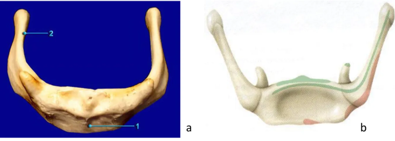 Figure I. 3 : Anatomie de l'os hyoïde : vues antérieure (a) et postérieure (b). 1 : le corps ; 2 : la grande corne 