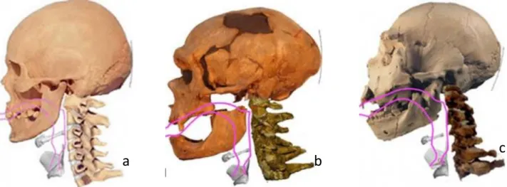 Figure I. 22 : Reconstruction du conduit vocal du sujet masculin de l'Homme moderne (a), d’un Néanderthalien (La  Chapelle-aux-Saints) (b) et d’un spécimen d’Atapuerca (c) (Böe et al