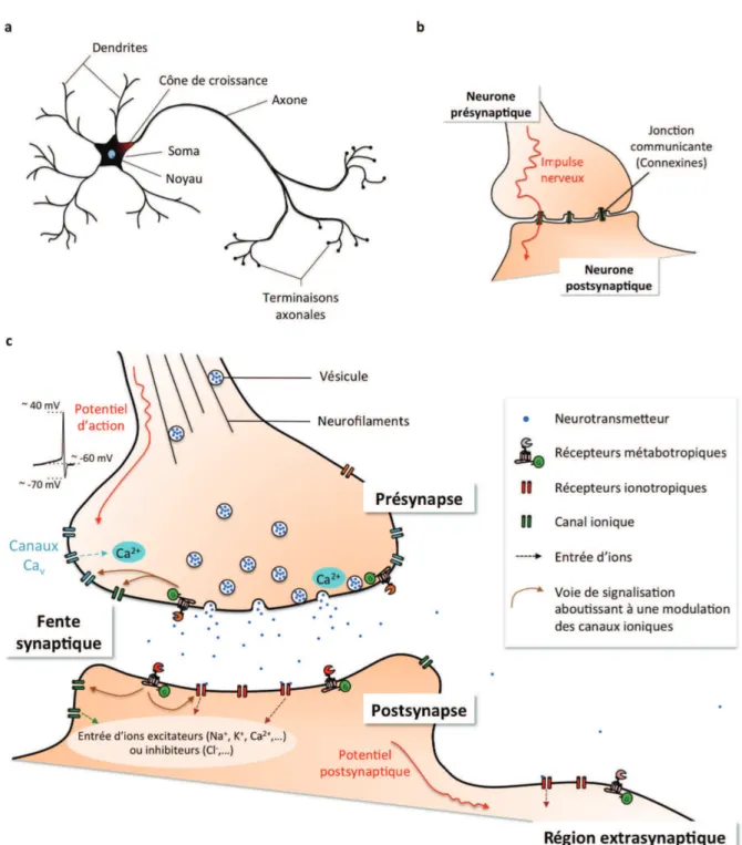 Figure I.1 – Illustrations schématiques d’un neurone et des caractéristiques ultra- ultra-structurelles de ses contacts synaptiques.
