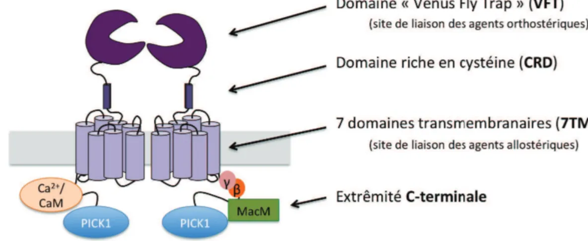 Figure I.6 – Représentation du récepteur mGlu7 dimérique et de ses principaux partenaires protéiques.