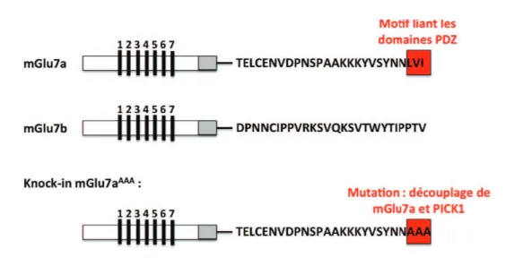 Figure I.7 – Variants d’épissage du récepteur mGlu7 et mutation du domaine PDZ- PDZ-ligand chez la souris mGlu7 AAA .