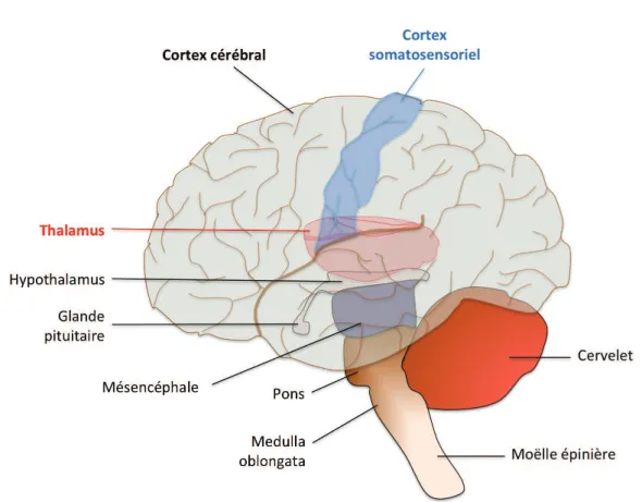 Figure I.9 – Représentation schématique du thalamus et du cortex somatosensoriel dans un cerveau humain.