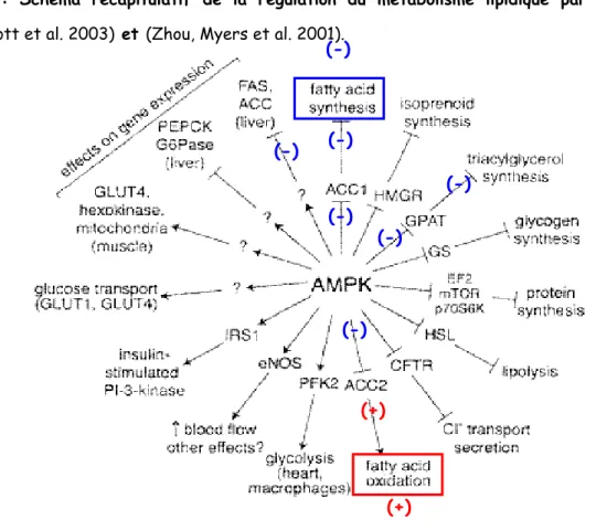 Figure I.5 : Schéma récapitulatif de la régulation du métabolisme lipidique par l’AMPK Tiré de  (Hardie, Scott et al