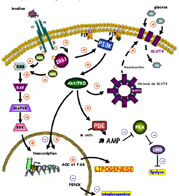 Figure I.5 : Principales voies de signalisation par l’insuline: voies PI3 kinase et MAP kinase