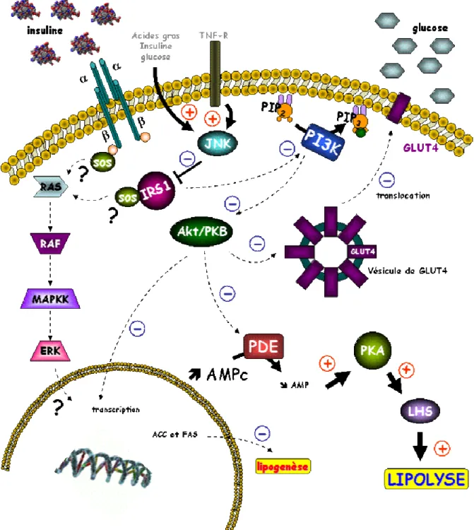 Figure I.7 : Schéma simplifié des mécanisme d’action lors d’une insulinorésistance sur adipocytes et  myocytes