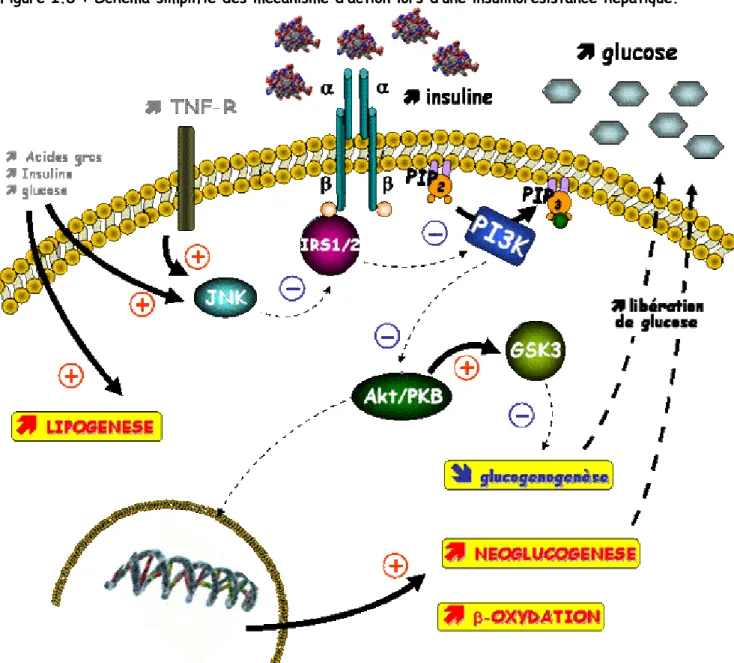 Figure I.8 : Schéma simplifié des mécanisme d’action lors d’une insulinorésistance hépatique