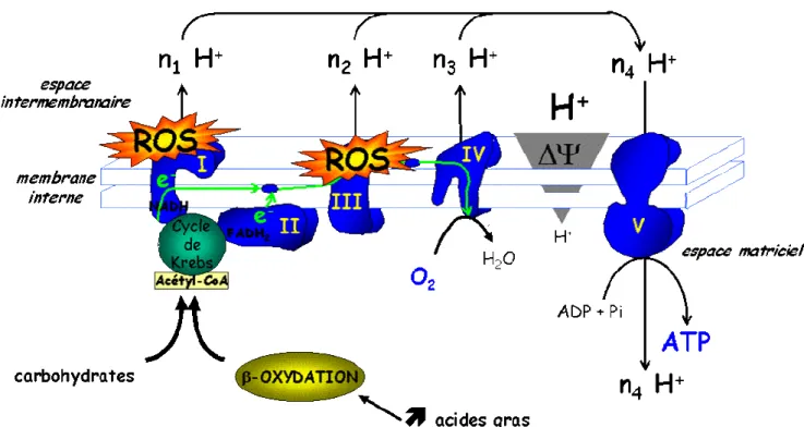 Figure I.10: chaîne respiratoire mitochondriale et site de production de ROS 