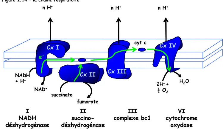 Figure I.14 : la chaîne respiratoire 
