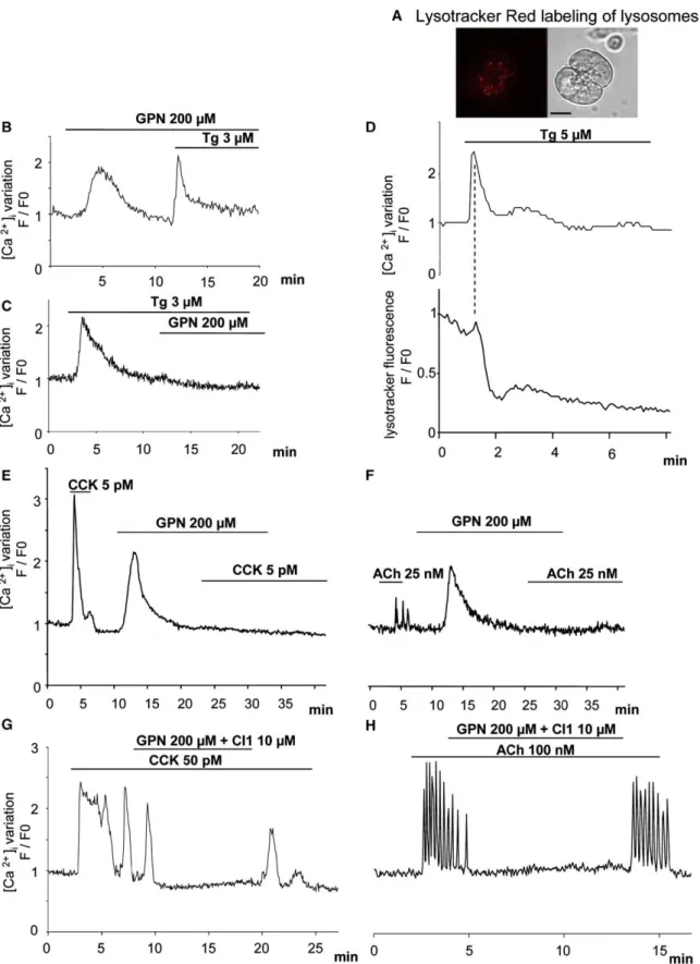 Figure 3. Effects of Lysosome Disruption by GPN and its Relation to the ER Ca 2+ Store