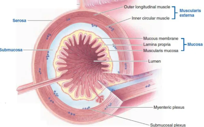Figure 2. Illustration of the four layers of the digestive tract wall. The innermost mucosa, the  submucosa,  the  muscularis  externa  layer  and  the  outermost  serosa