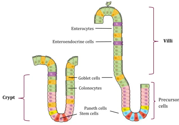 Figure 3. Organization of the small intestine and the colon. Illustration of the colon (left) and  small intestine (right)