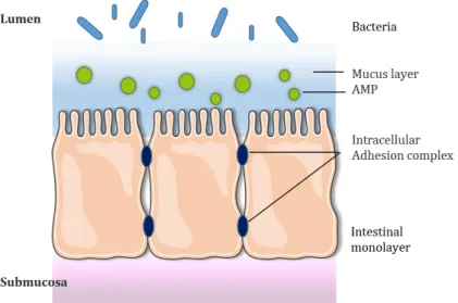 Figure 5. Intestinal epithelial barrier. A single layer of epithelial mucus separates the intestinal  lumen  from  the  submucosa