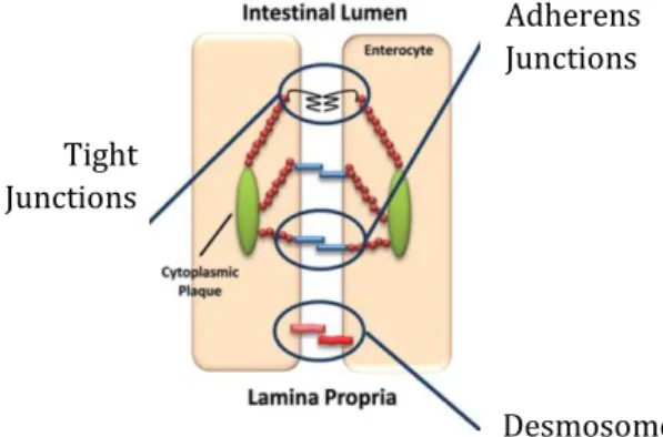 Figure 6. Intercellular adherent complexes. IECs are held together by a set of adhesive complex  of  proteins  -  Tight  Junctions  (TJ),  Desmosomes  and  adherens  junctions  (AJs)