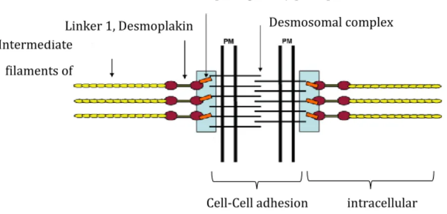 Figure 9. Desmosome scaffold complex. Desmosomes are crucial for strong cell-cell adhesion,  and their failure can provoke disease