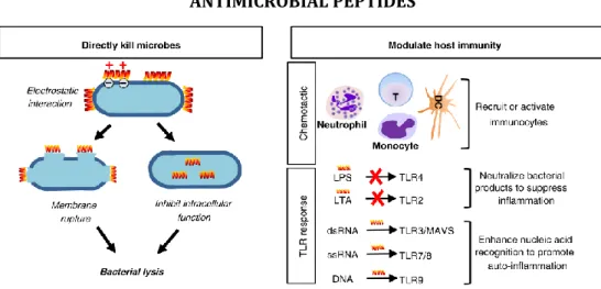 Figure 11. Biological function of antimicrobial peptides. AMPs act not just as a bacteria killer  but also modulate host immune response