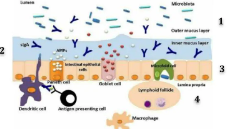 Figure 14. Structure of the defence lines of the intestinal barrier. (1) The first line of defence  is the lumen (2) the second is the layer of mucus