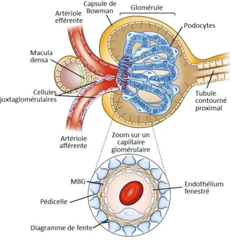 Illustration  de  la  structure  du  corpuscule  rénal  comprenant  le  glomérule  et  la  capsule  de Bowman