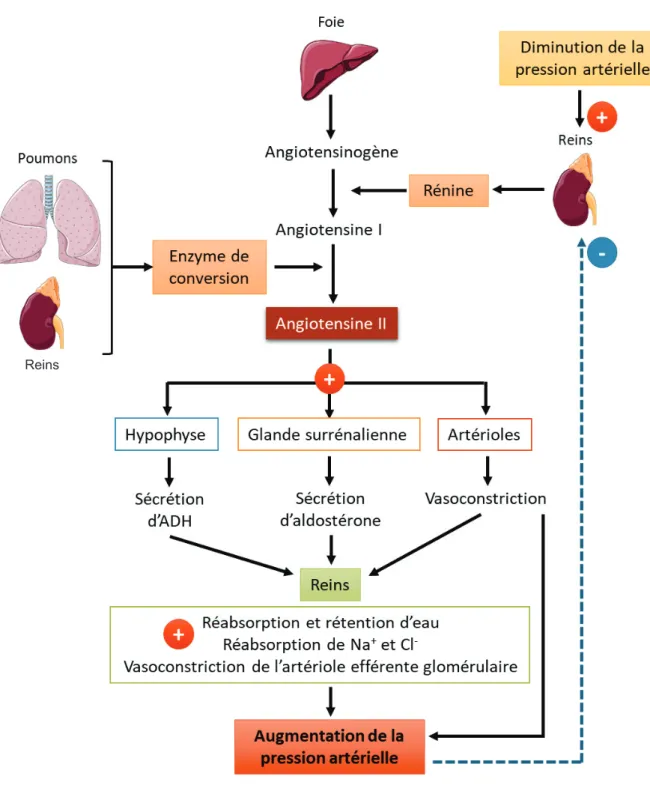 Figure 5 : Régulation de la pression artérielle par le système rénine angiotensine