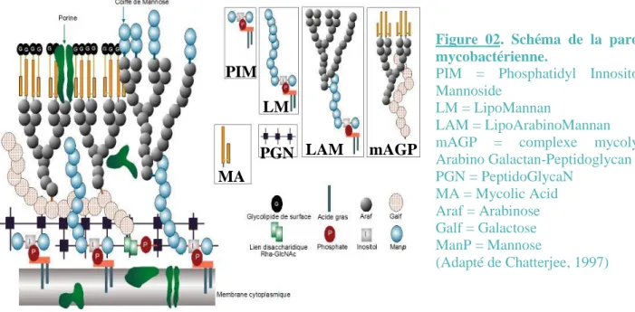Figure  02.  Schéma  de  la  paroi  mycobactérienne. 