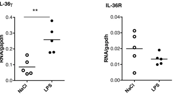 Fig 1. Elevated lung IL-36γ mRNA levels following LPS instillation. Lung total RNA was extracted 4 h after intra-tracheal instillation of LPS (n = 5 mice) or  saline (n = 5 mice)