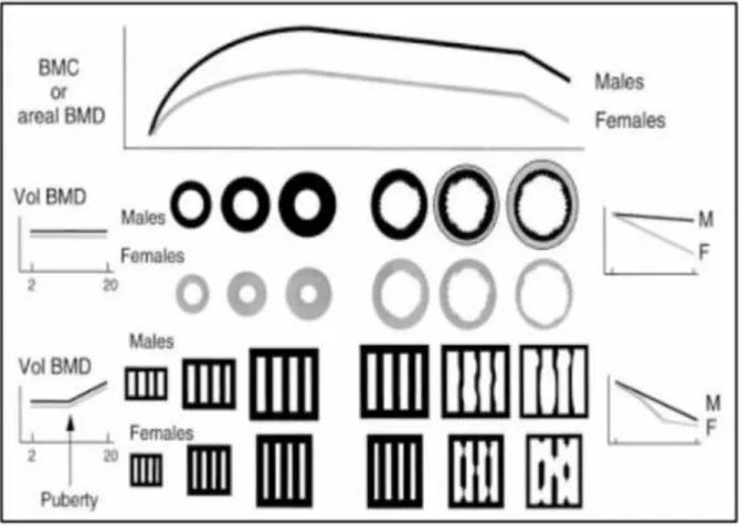 Figure 6 : Evolution des différents paramètres osseux en fonction de l’age et du sexe [27] 