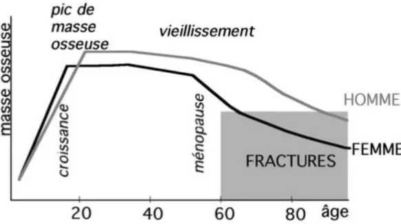 Figure 7 : Evolution de la masse osseuse en fonction de l’âge  