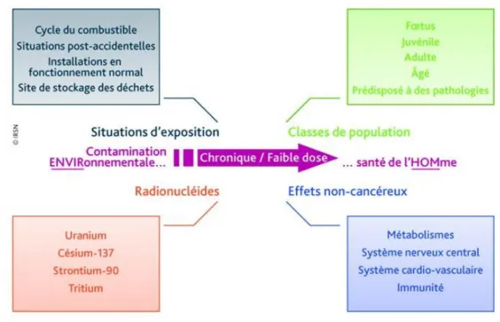 Figure 1 Le programme ENVIRHOM : d'une contamination ENVIRonnementale à la santé de l'Homme,  source : IRSN 