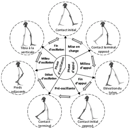 Figure 3 Représentation d'un découpage fin du cycle de marche  