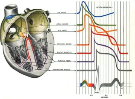 Figure 2: Cœur et système de conduction.  