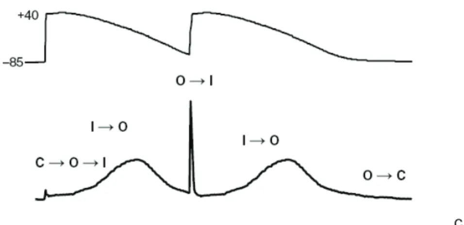 Figure 9 : Courant hERG enregistré dans des cellules CHO en réponse à un potentiel d’action