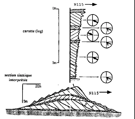 Figure I.17 : Exemple d’organisation interne d'une dune asymétrique en cosets observée par Berné (1991)