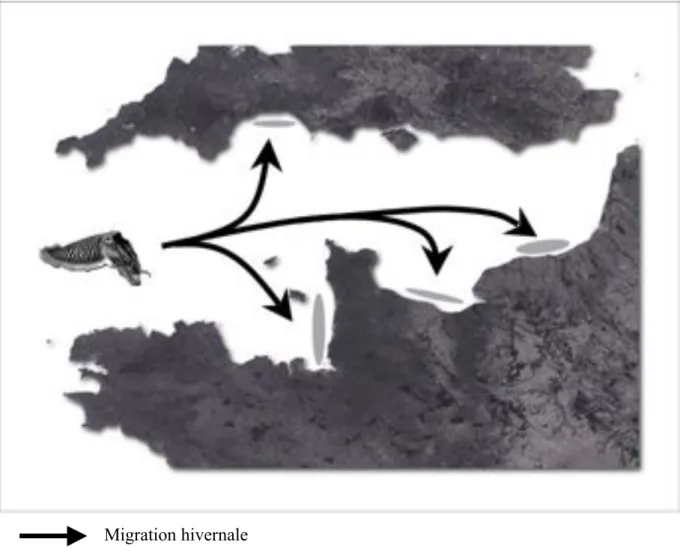 Figure  1:  Cycle  de  migration  de  la  seiche  commune  Sepia  officinalis  (d'après  Boucaud- Boucaud-Camou et Boismery, 1991)