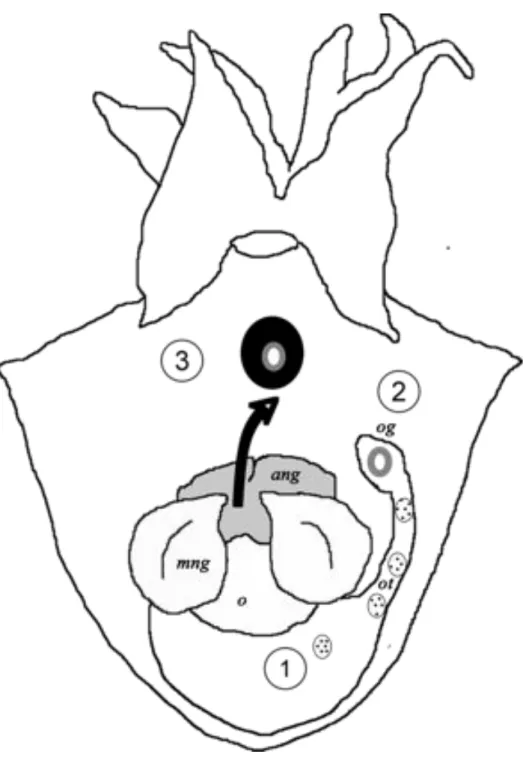 Figure 3. Sepia officinalis. Étapes successives de l’ovulation et de la formation de la capsule  de l’œuf dans la cavité palléale de la femelle