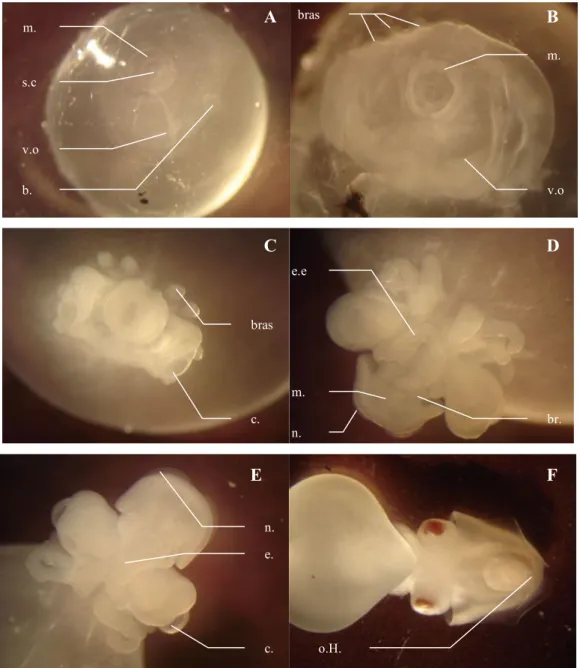 Figure  5.  Sepia  officinalis.  Stade  15  (A)  et  17  (B)  au  niveau  du  pôle  animal  de  l’ovocyte,  stade 21 en vue latéro-dorsale (C), stade 22 en vue ventrale (D), stade 25 en vue ventrale (E),  stade  27  en  vue  dorsale  (F)
