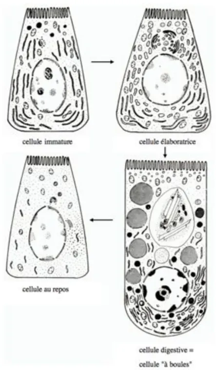 Fig 6.  Sepia officinalis. Types morphologiques de la cellule digestive de seiche (d'après Yim et  Boucaud-Camou,  1980)