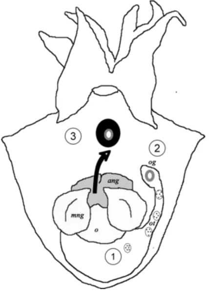 Figure 1.  Sepia officinalis. The successive steps  of ovulation and embedding of eggs in the  mantle cavity