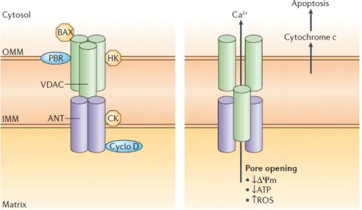 Figure 6. Schéma hypothétique de la structure du mPTP.  Le mPTP est un  pore  liant  la  membrane  interne  (IMM)  à  la  membrane  externe  (OMM)  de  la  mitochondrie